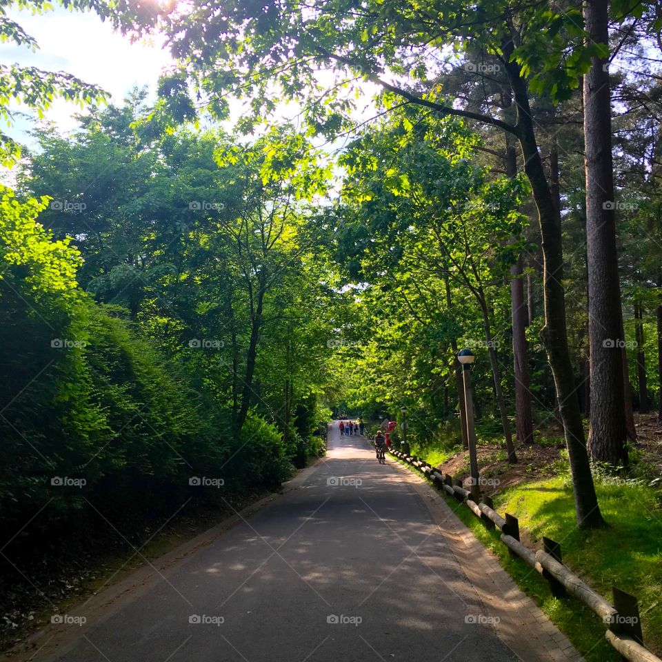 Forest path through the trees 
