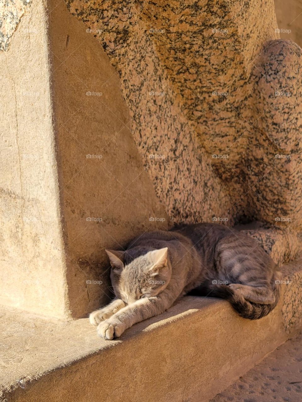 napping, sunbathing, stretching cat at Philae Temple Aswan Egypt