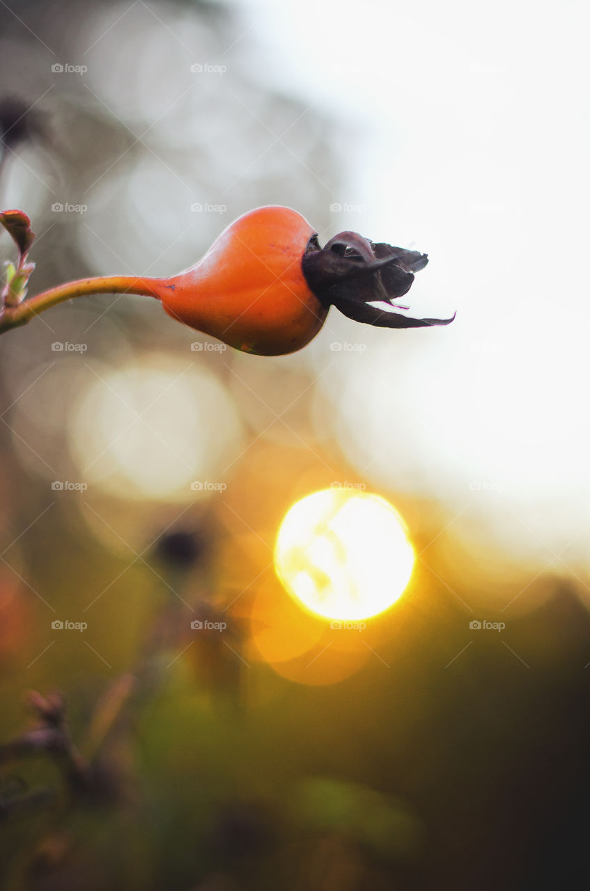 Background of dry autumn flower in orange sunset light.