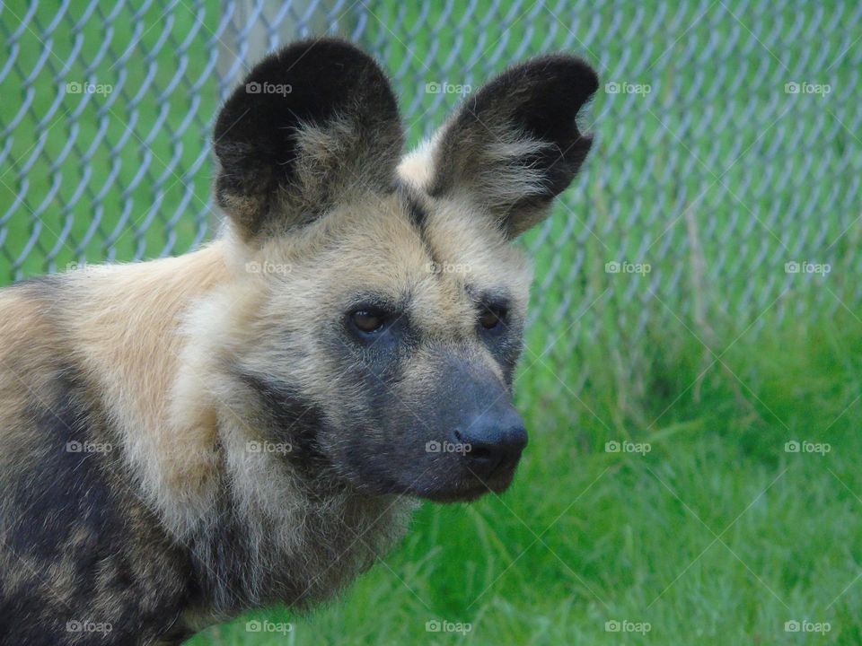 African Wild Dog, Lycaon, portrait, closeup, ZOO in UK