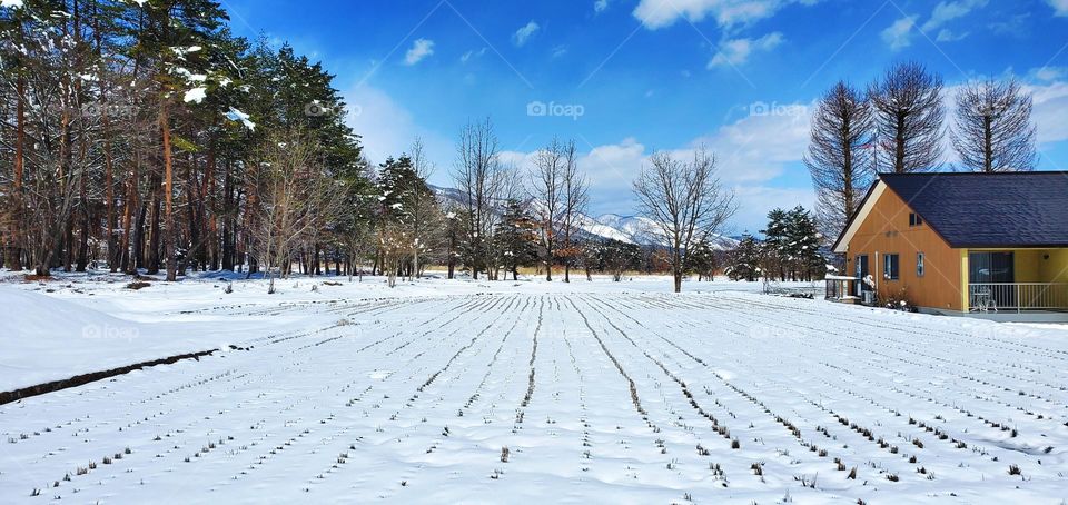 ricefield with snow
