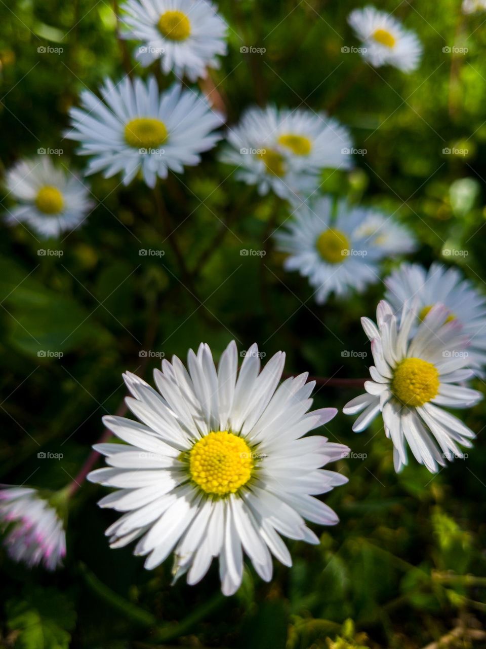 spring daisy
