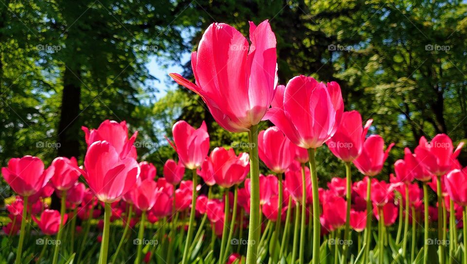 Barbie style 🌷🌷 Tulips 🌷🌷 City park 🌷🌷