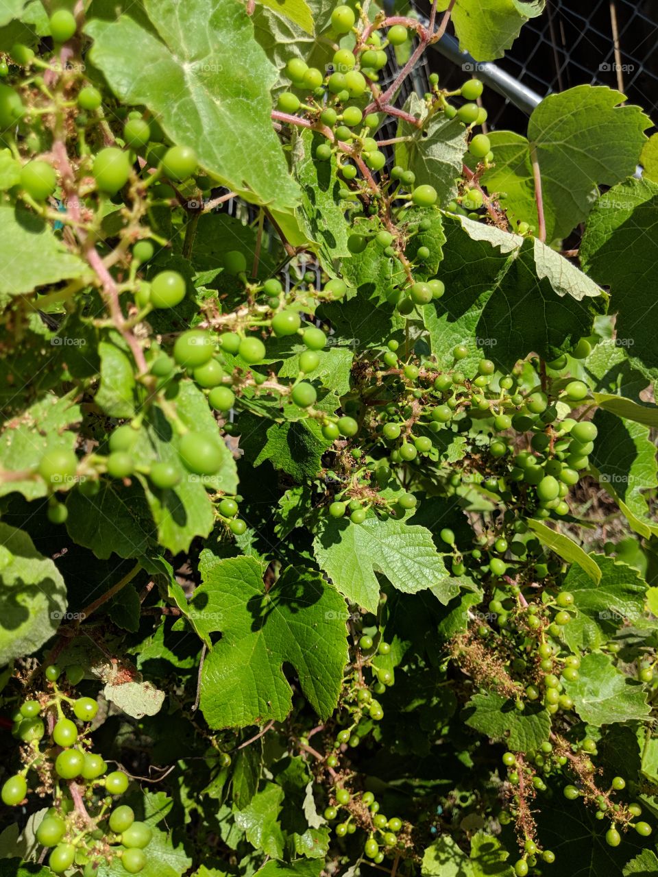 I heard it through the grapevine