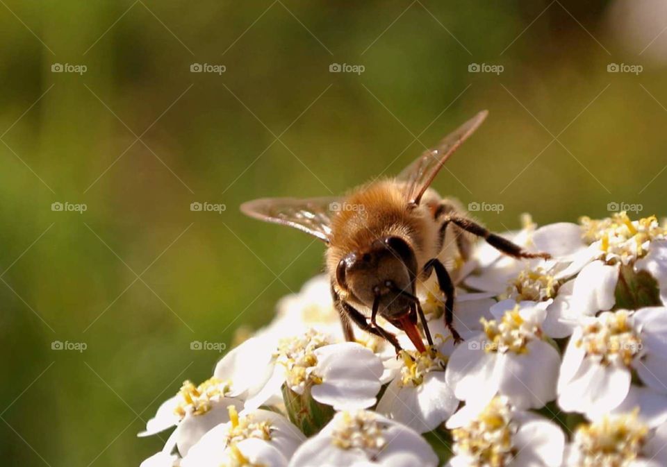 bee on yarrow flowers