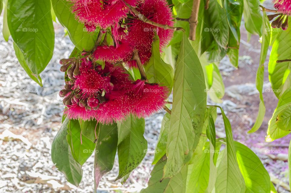 Otaheite Apple Blossoms