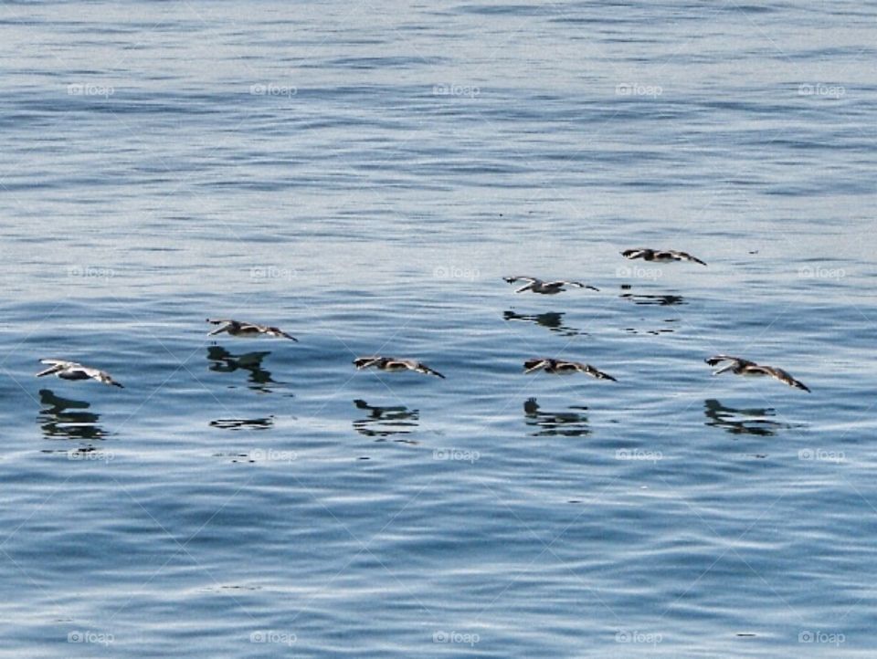 Pacific Pelicans