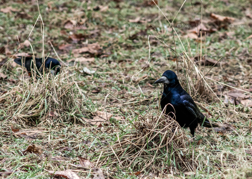 Rook in the grass.