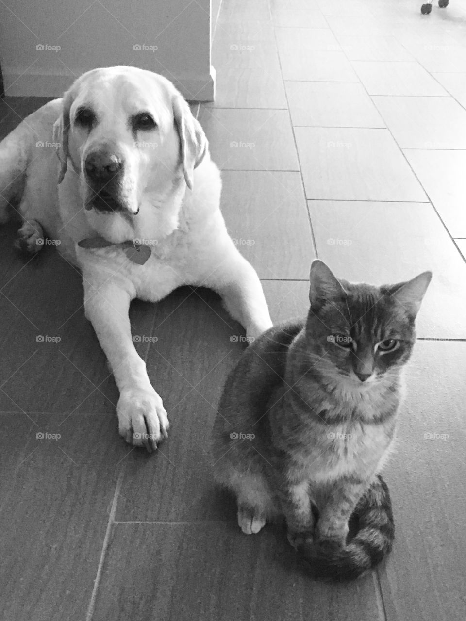 Lucy the 12 year old Lab acts like Lily the 1 year old cat's big sister. They have an amazing "sisterhood" kind of friendship! 
