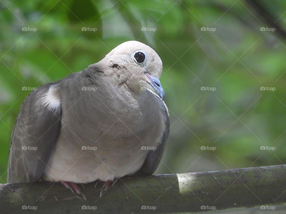 Mourning dove perched on branch with head in full sunlight and inquisitive look posing for photo