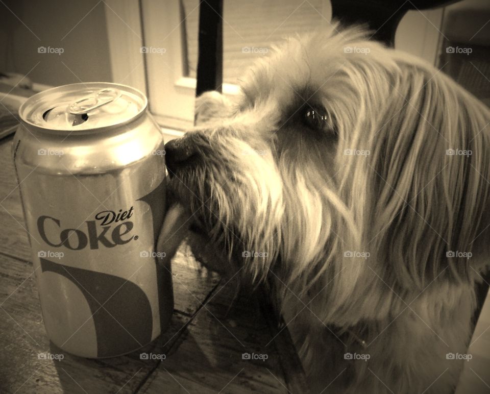Diet coke lovin'. Dog "kissing" can of diet coke