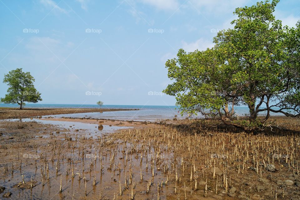 mangroves beach