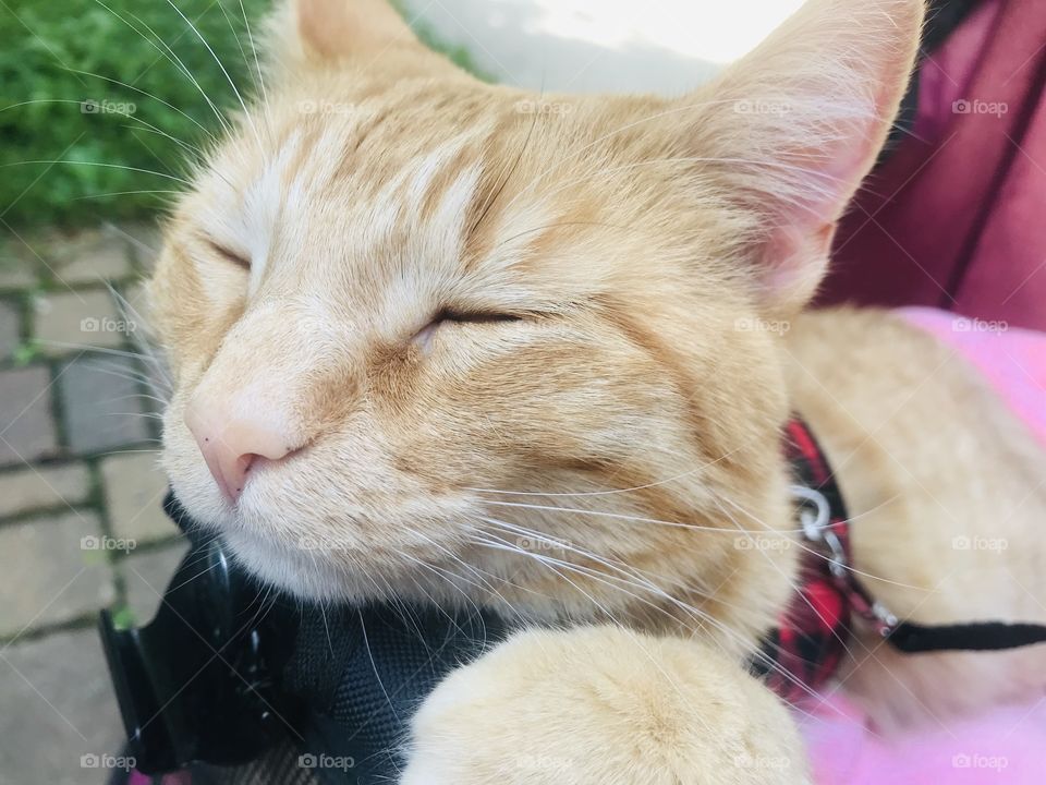 Darling orange tabby cat thoroughly enjoying a beautiful afternoon in his stroller!! 
