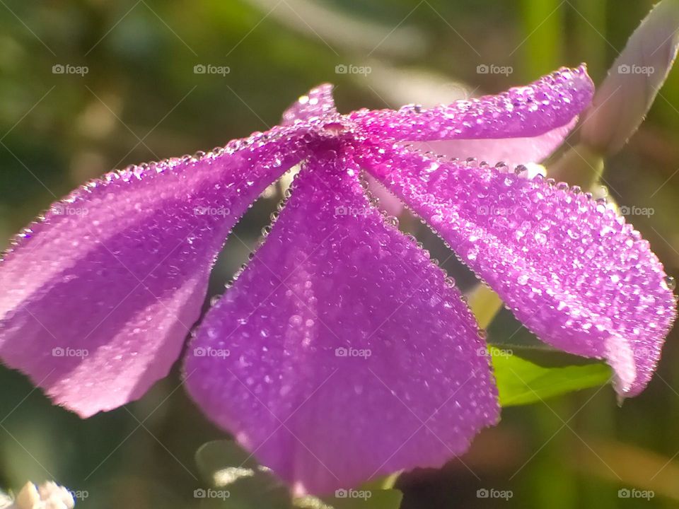 Close-up of pink flowers.