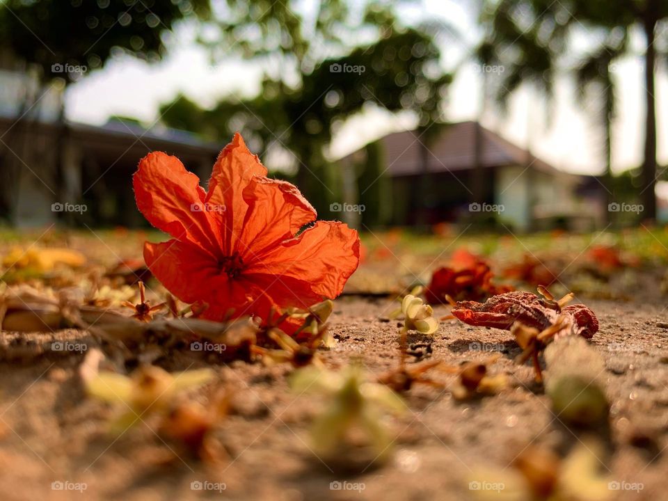 Good morning springtime with warm sunlight through beautiful flower