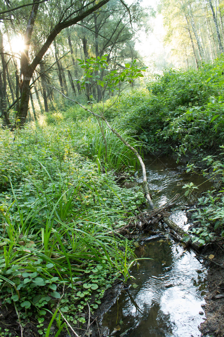 Nature, Wood, Water, Landscape, River