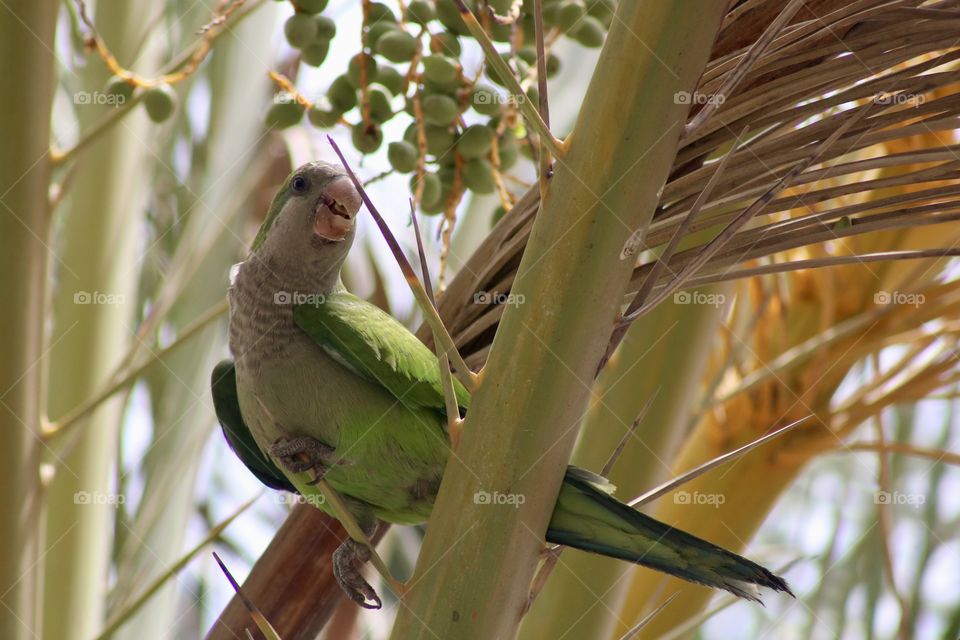 green parrot high on the tree