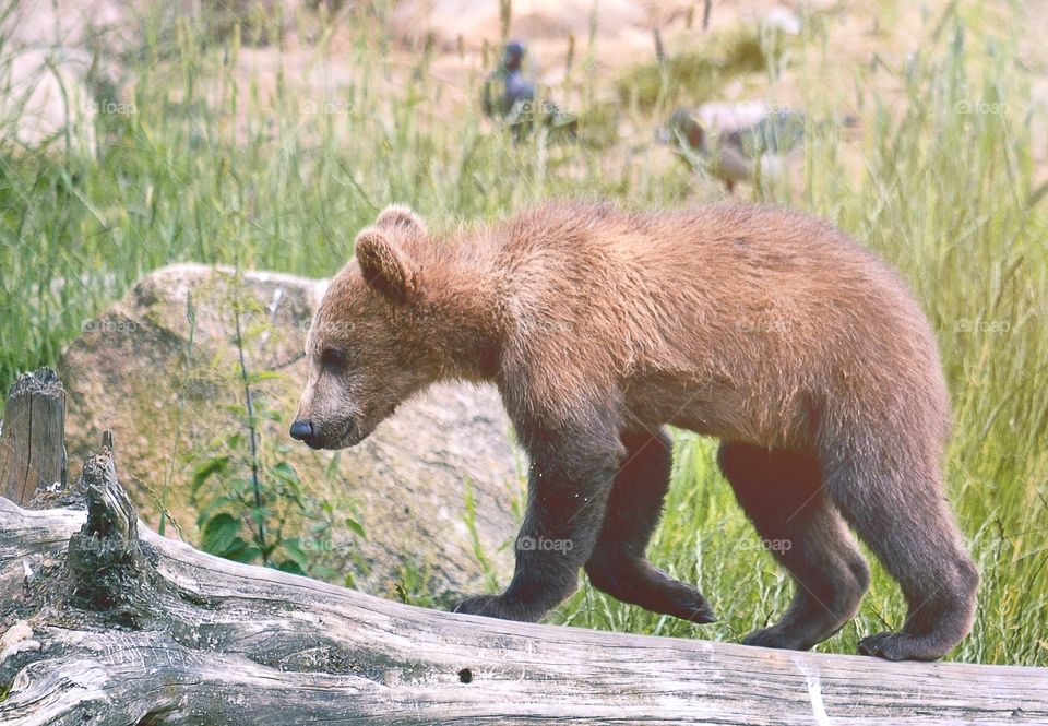 Close-up of baby bear