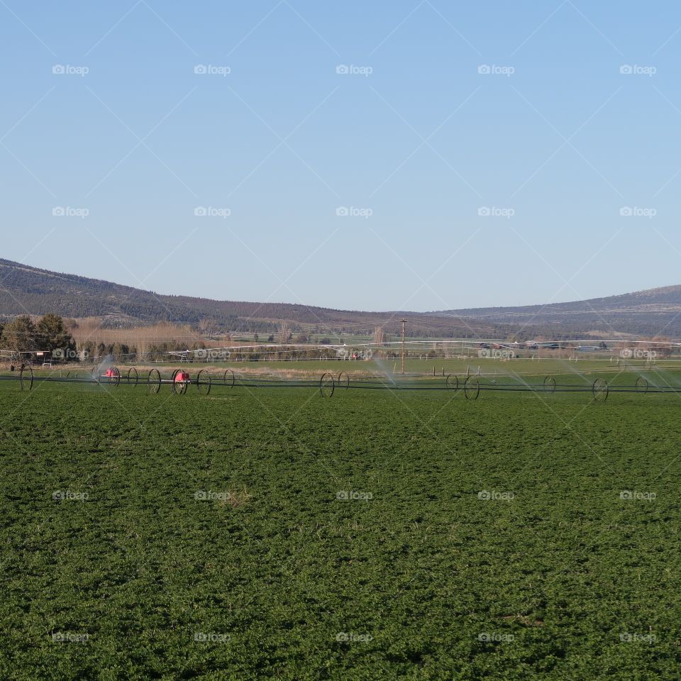 Rural farmland with fresh green fields in Central Oregon on a sunny spring evening. 