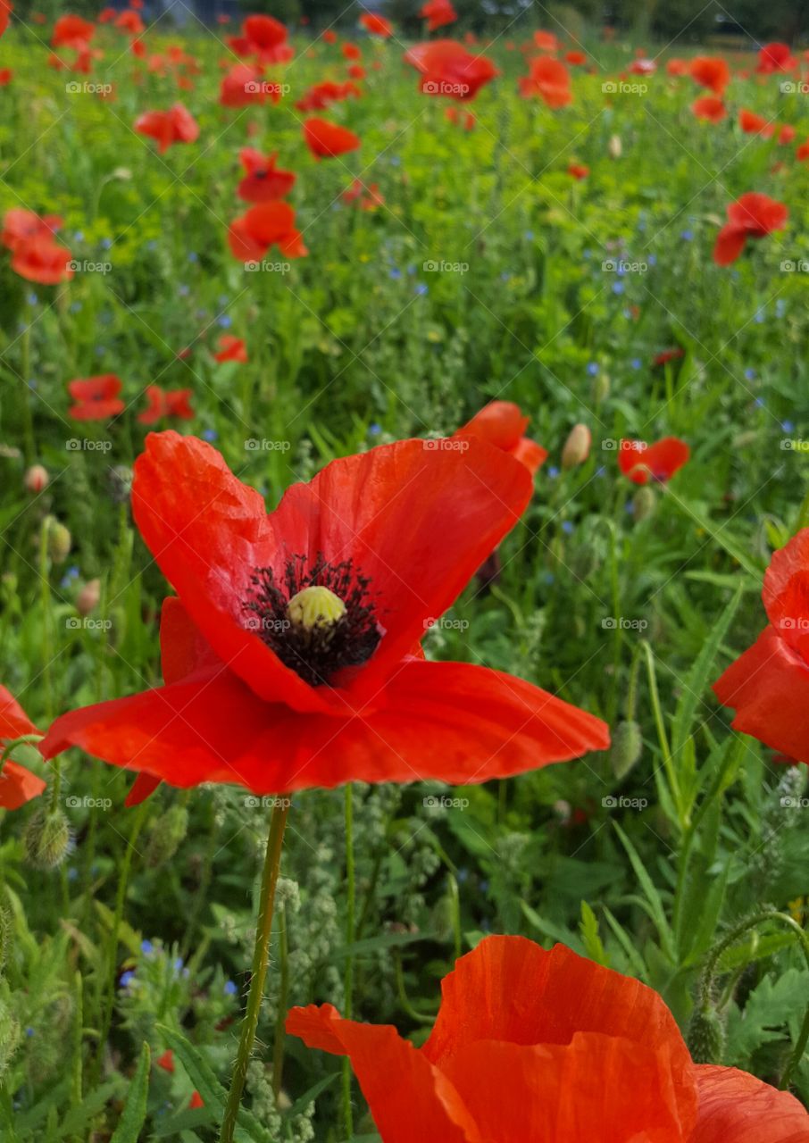 field of wildflower