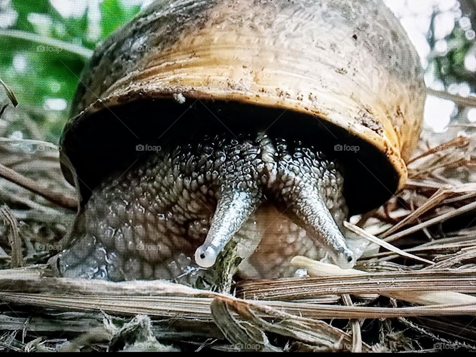 snail photography