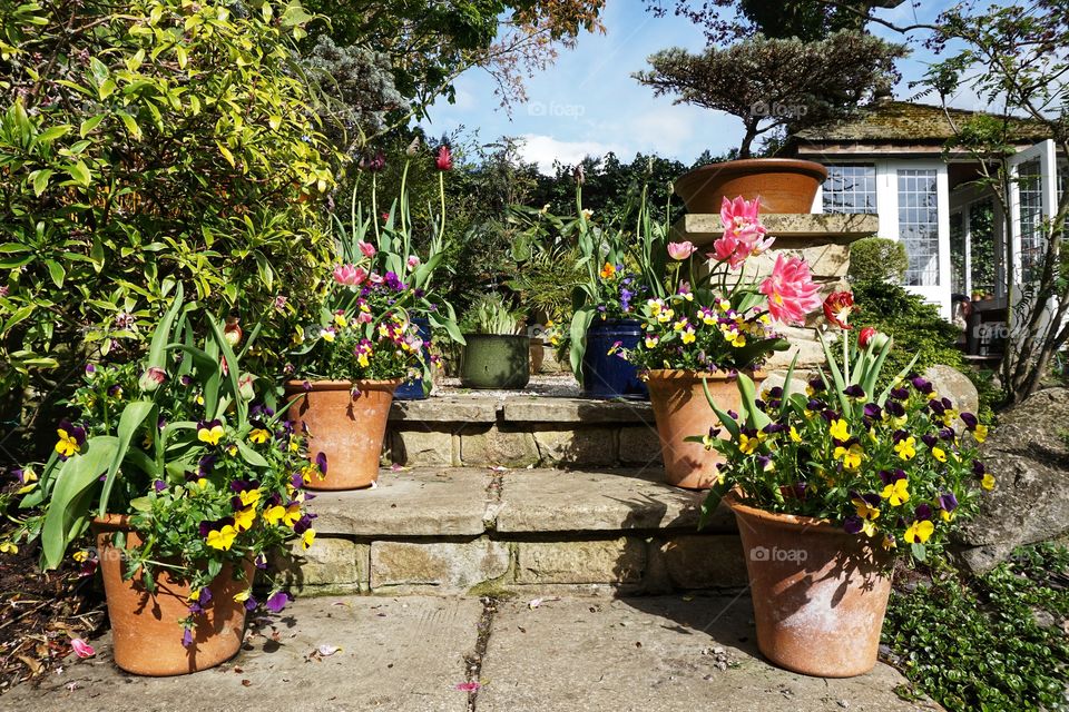 Container plants in full bloom enjoying the Spring sunshine .. colourful pansies and tulips growing tall 