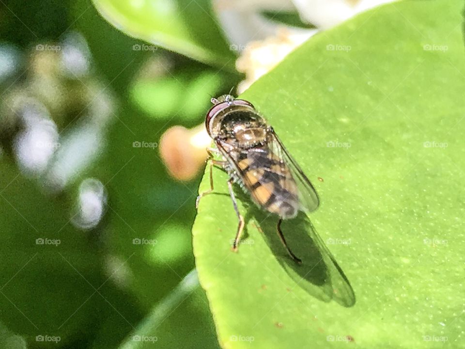 Close-up of insect on leaf