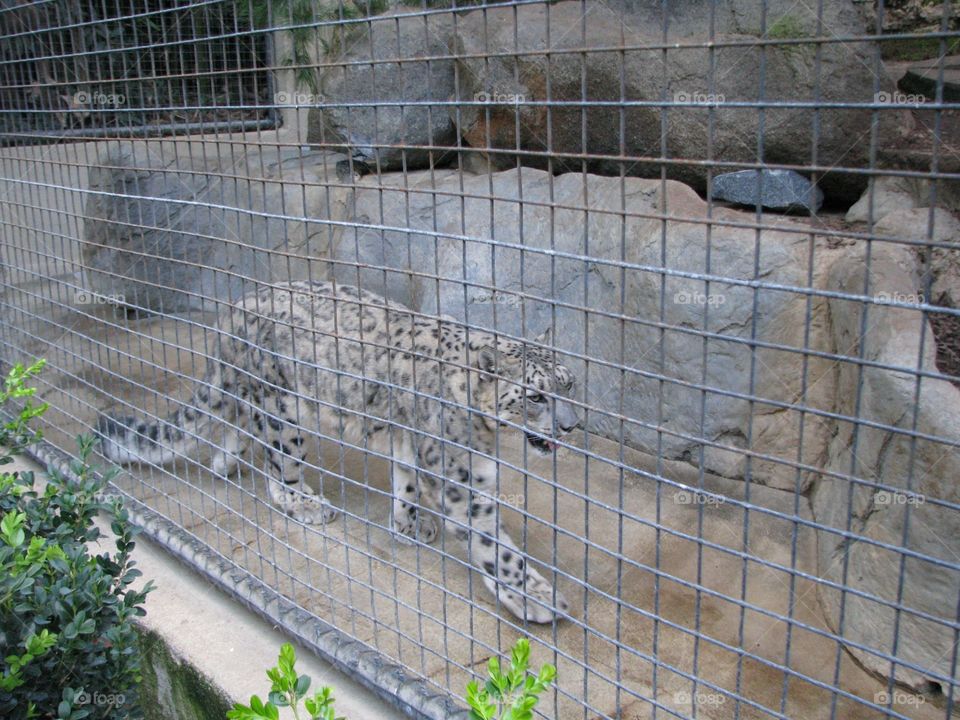 Snow leopard at the zoo