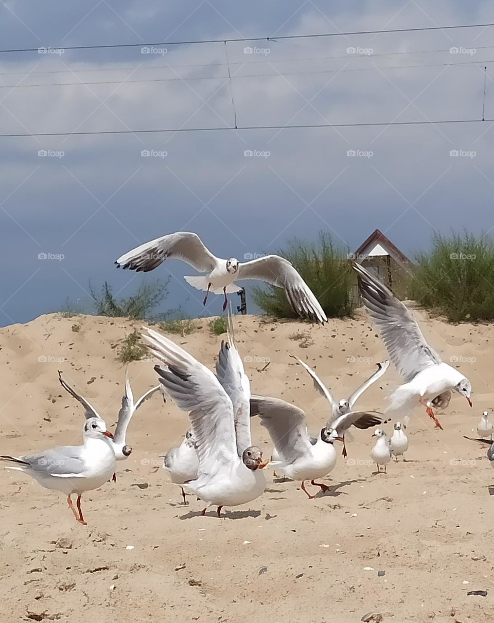 Birds & Bees - Nature in Motion. Seagulls