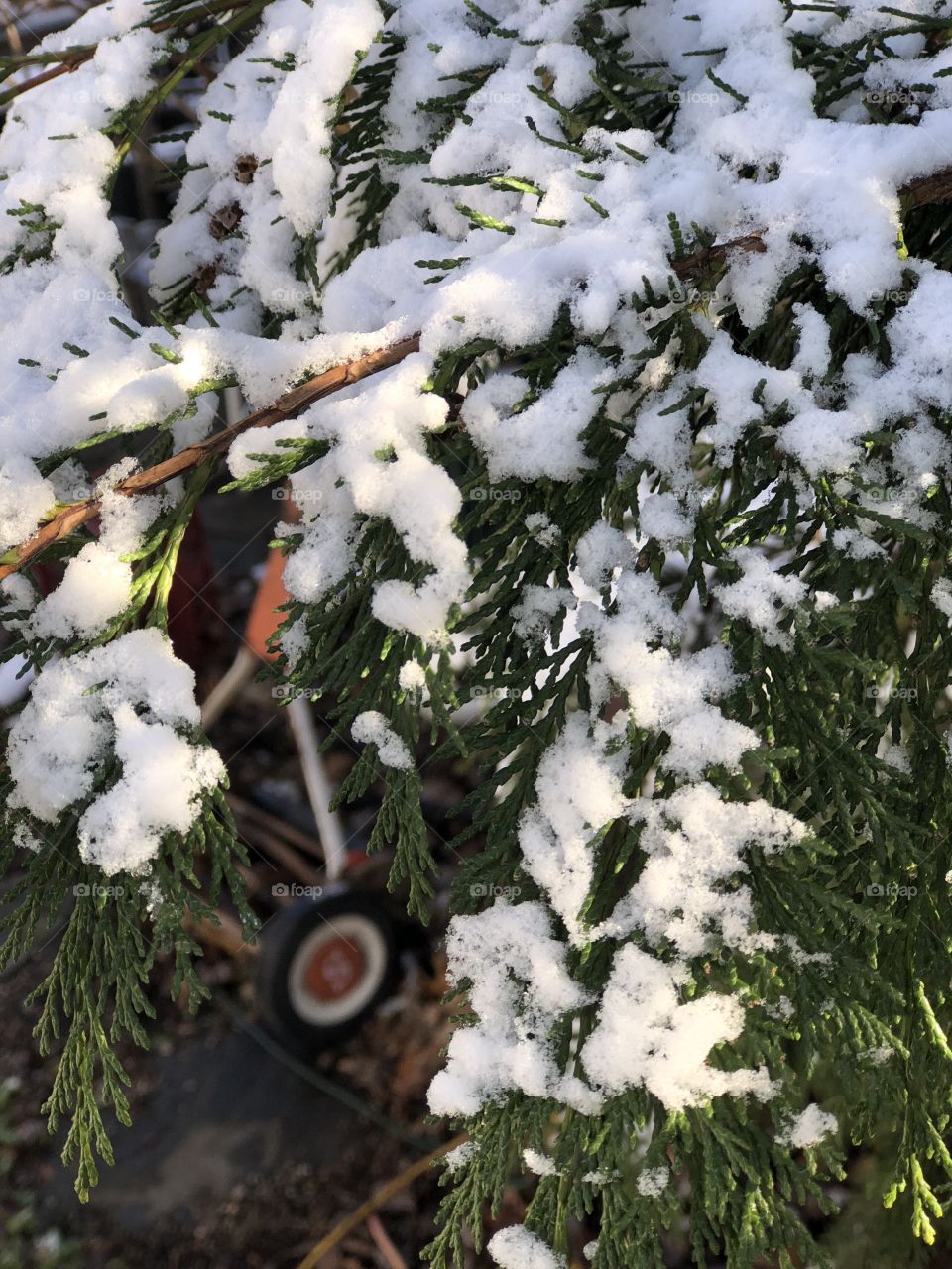 An old mower that been left out in the snow through a snow covered pine tree 