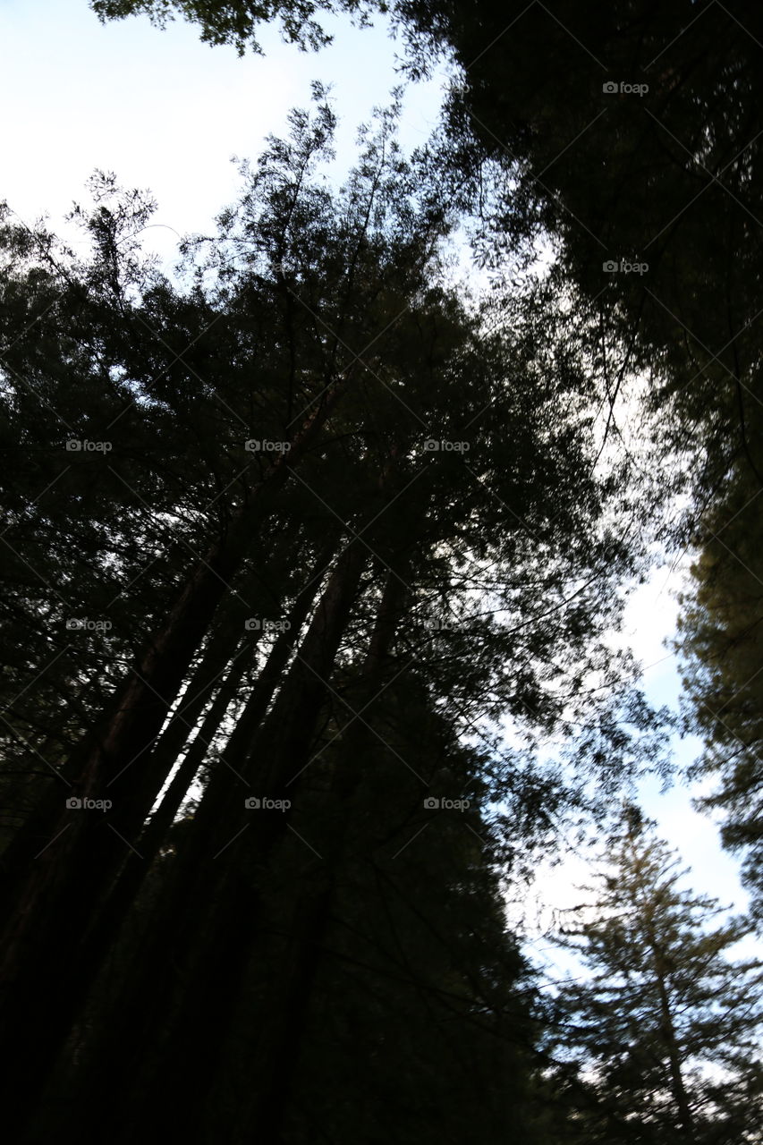 Tree, Wood, No Person, Nature, Leaf