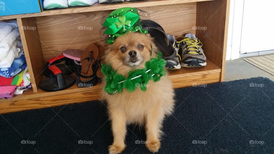 St Patrick's Pup