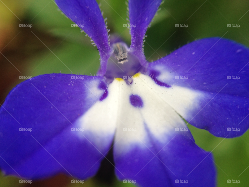 israel nature flower macro by kandovit