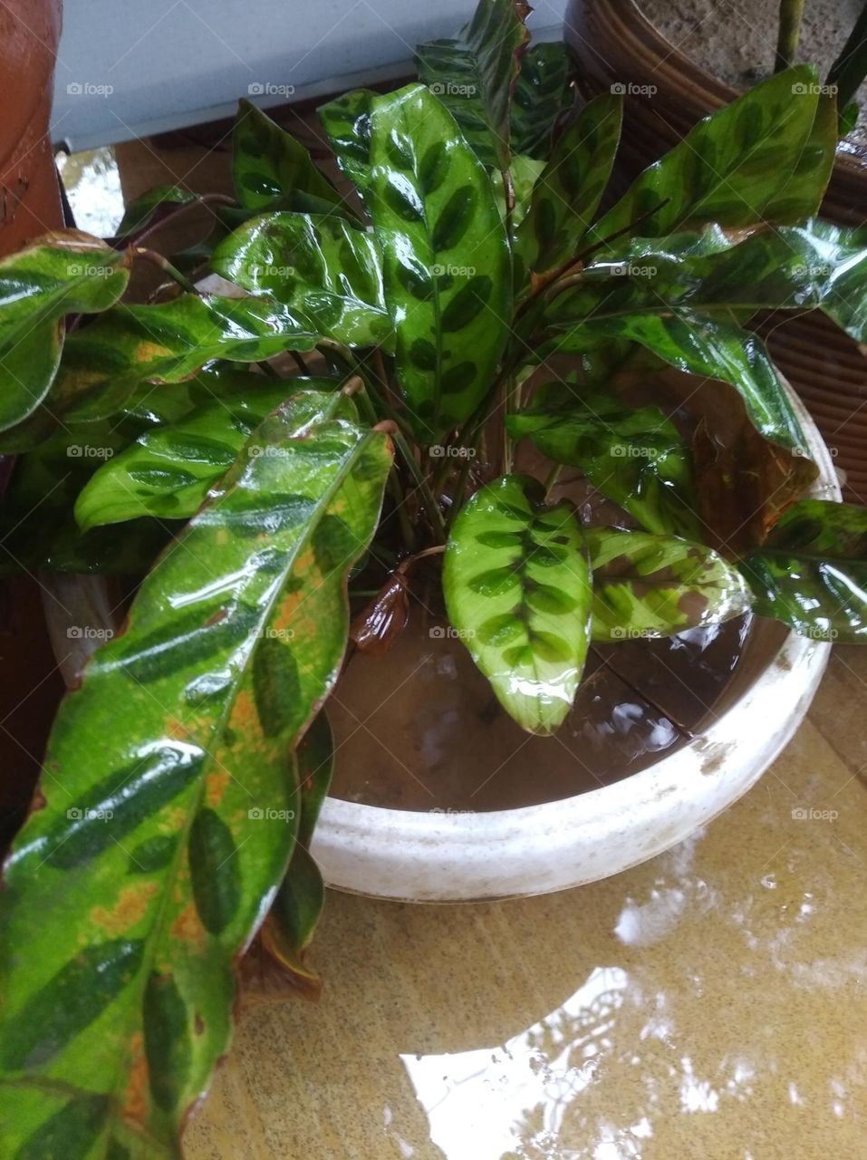 green shurb small size looks very beautiful generally found everywhere seasonal fresh