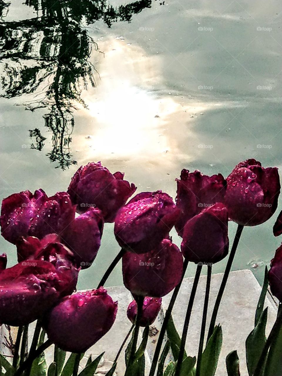 The purple tulips with dewdrops in the summer morning, the reflection of sunlight and leaves in the pool water, that's a beautiful and spiritual landscape.
