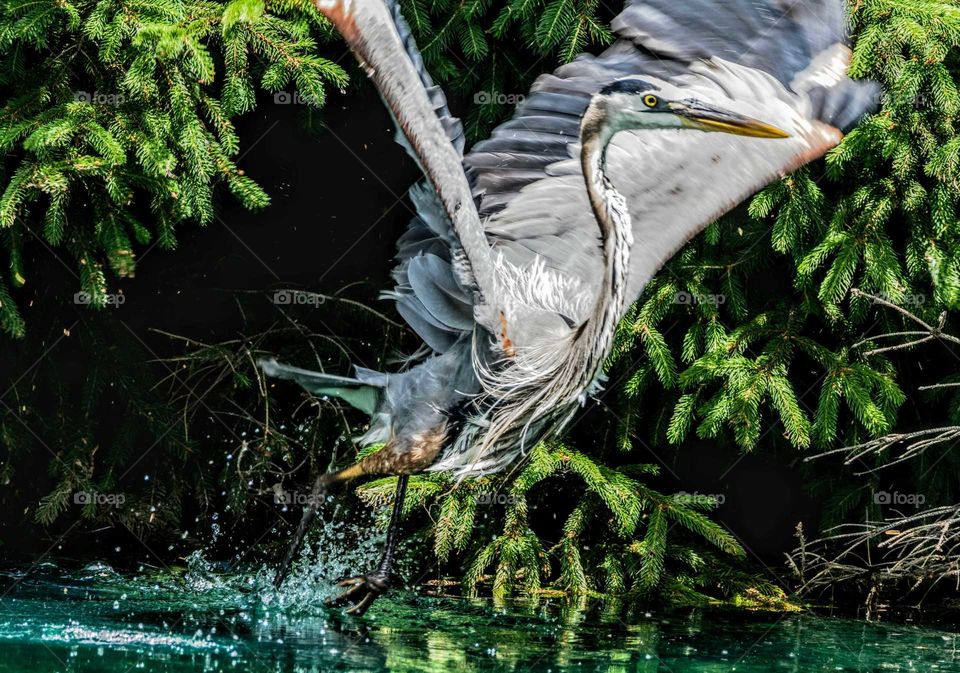 Great Blue Heron taking off