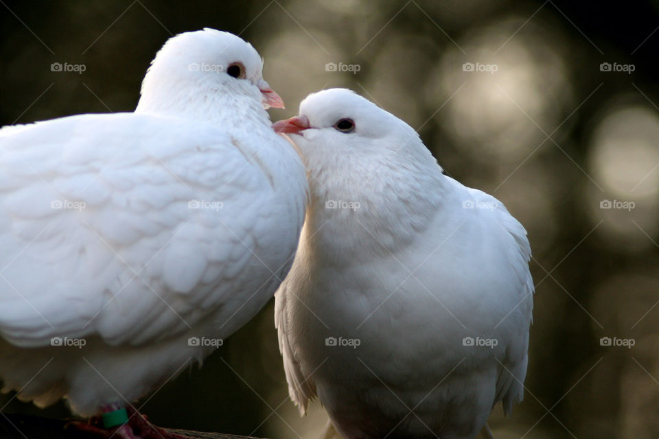Close-up of two white pigeon birds