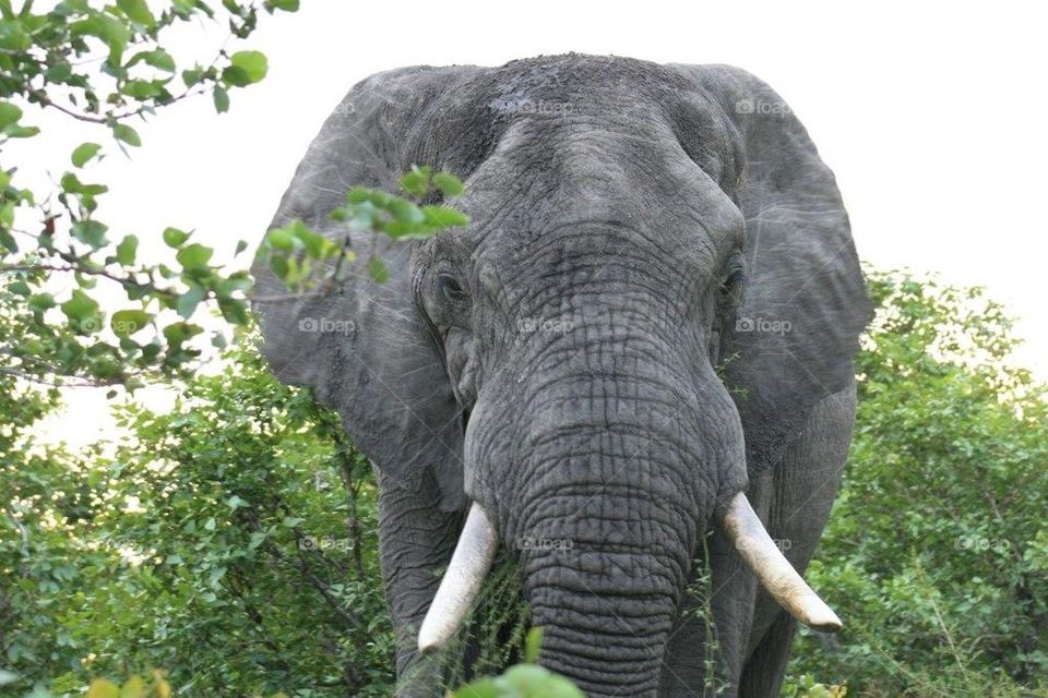 Elephant