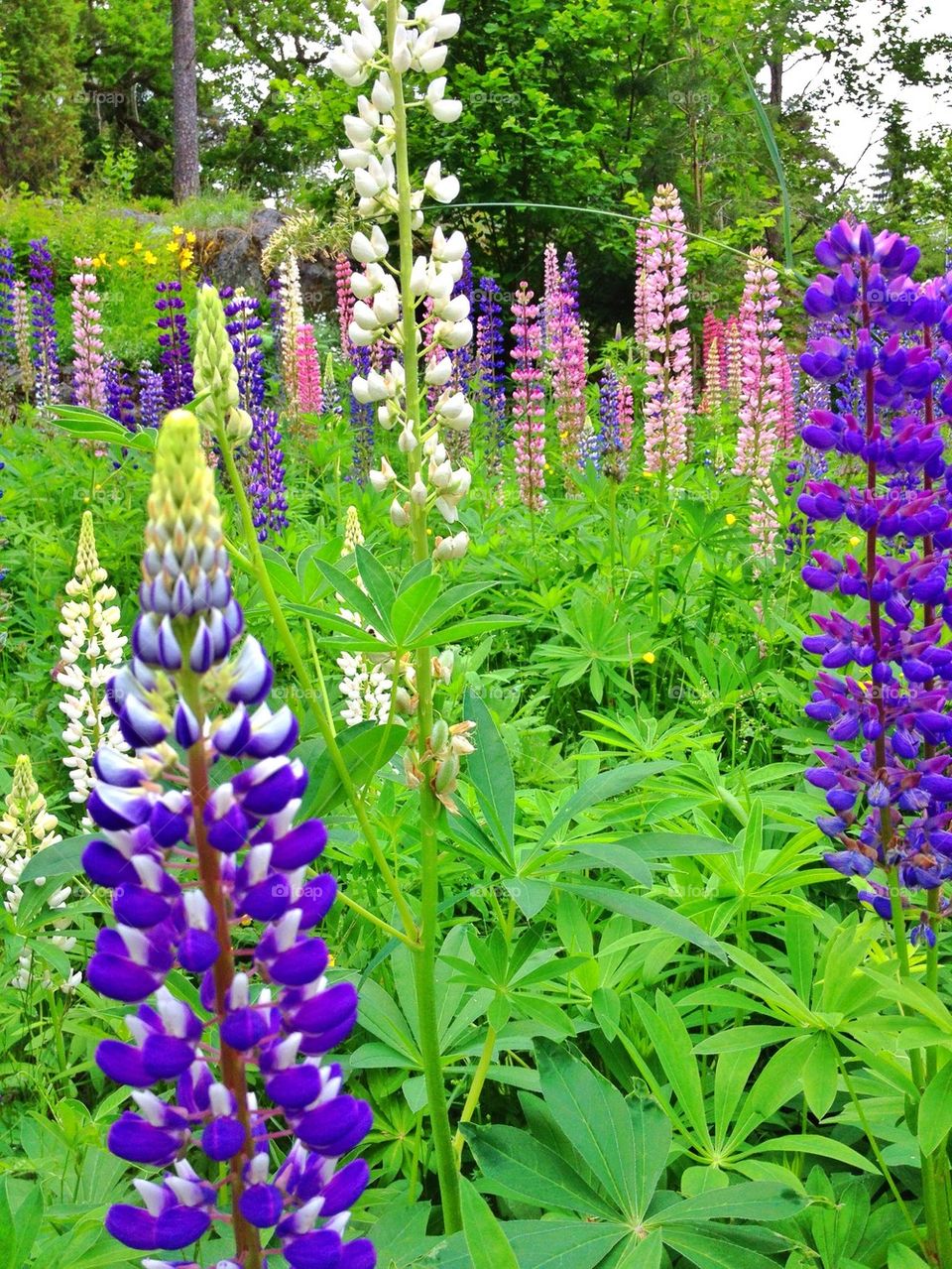 Lupins