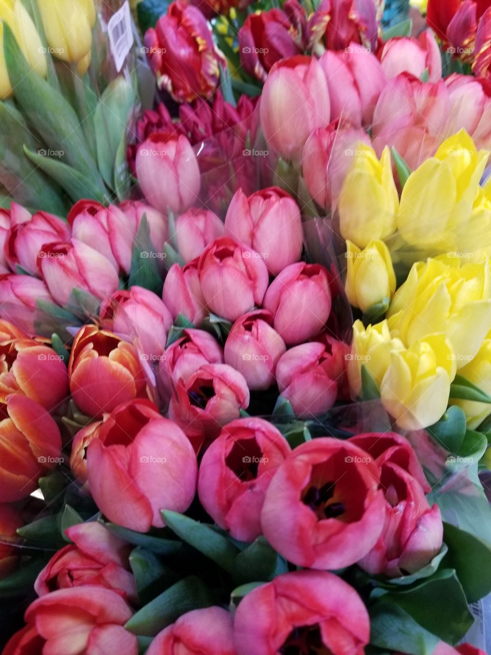 tulips