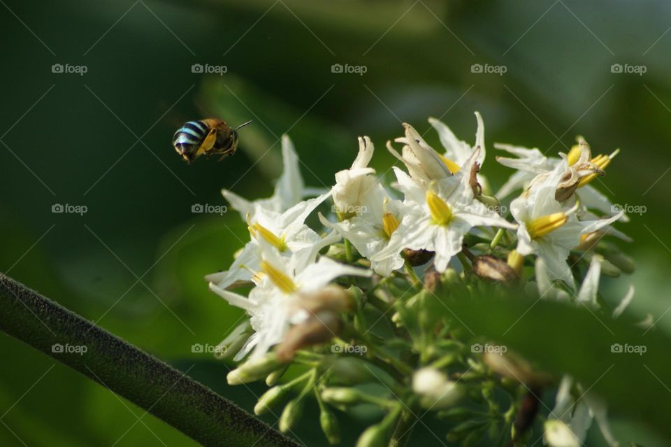 bee