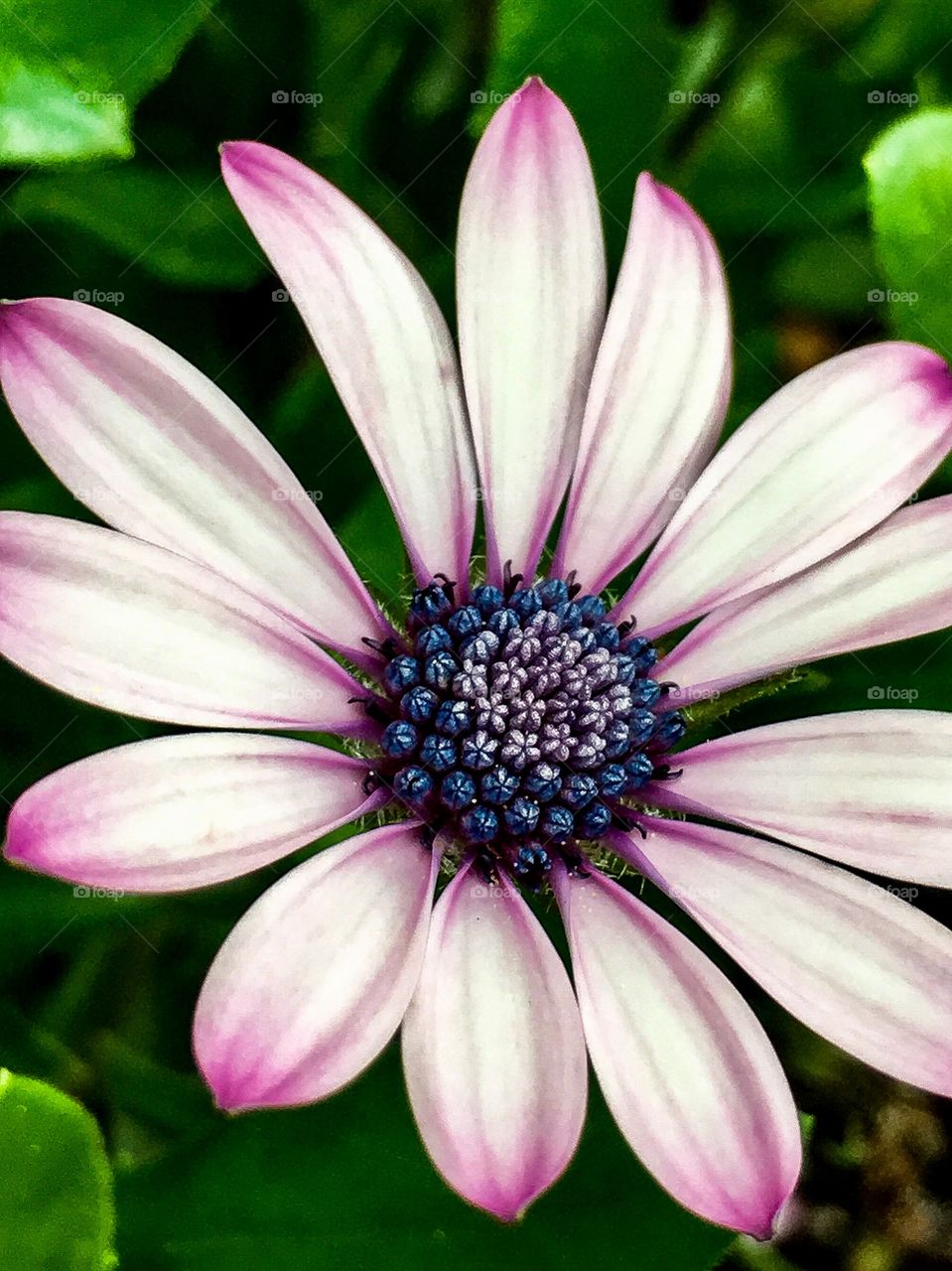 Purple Easter Daisy 