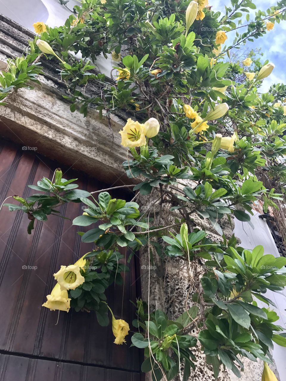 Golden chalice flower, flowering in the colonial zone in Santo Domingo, Dominican Republic