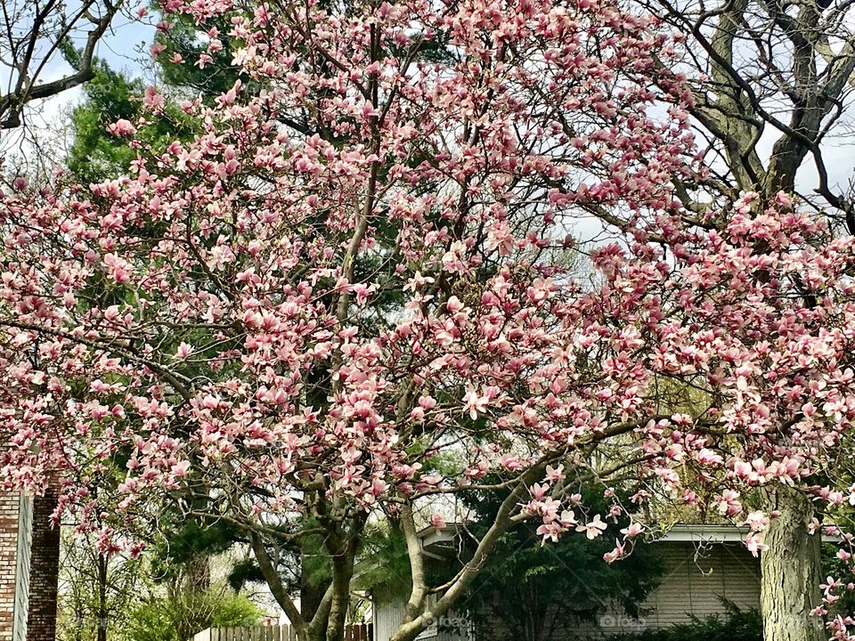 Pink Spring Blooms lighten neighborhood Glooms