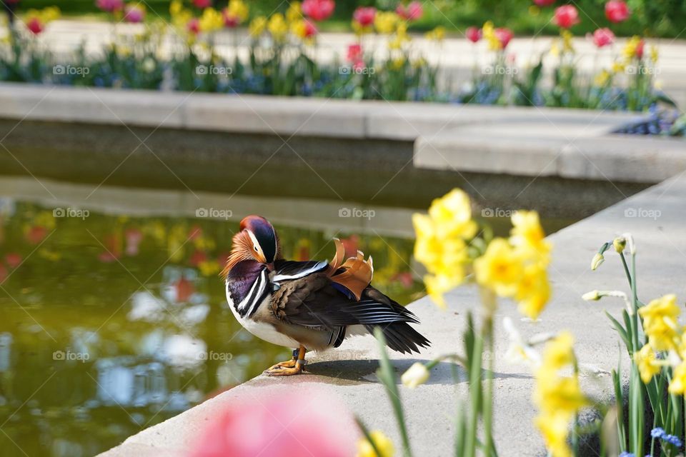 Mandarin duck surrounded by flowers by the pond