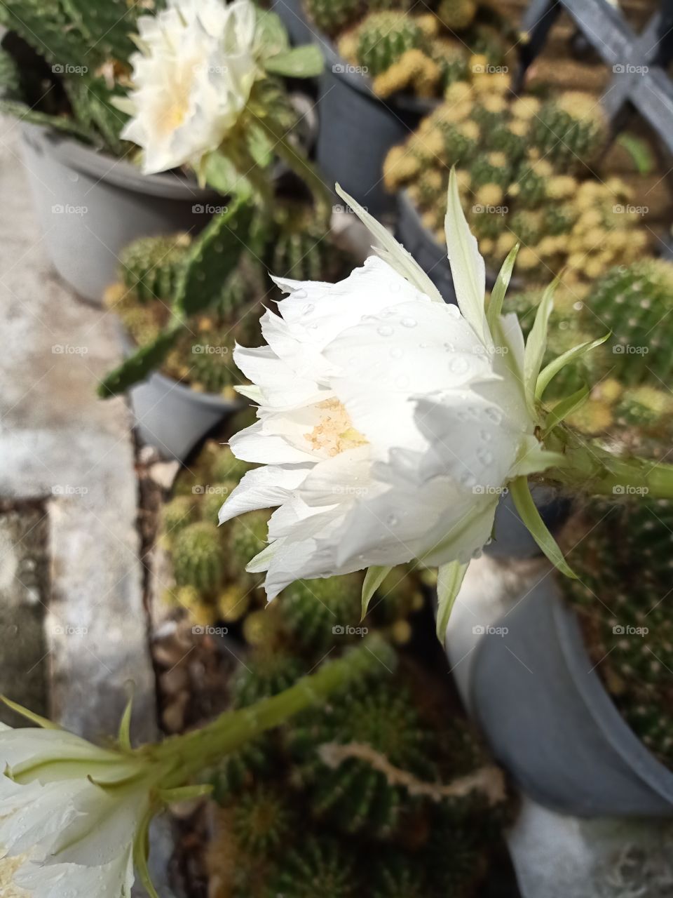 Beautiful Cactus Flower 