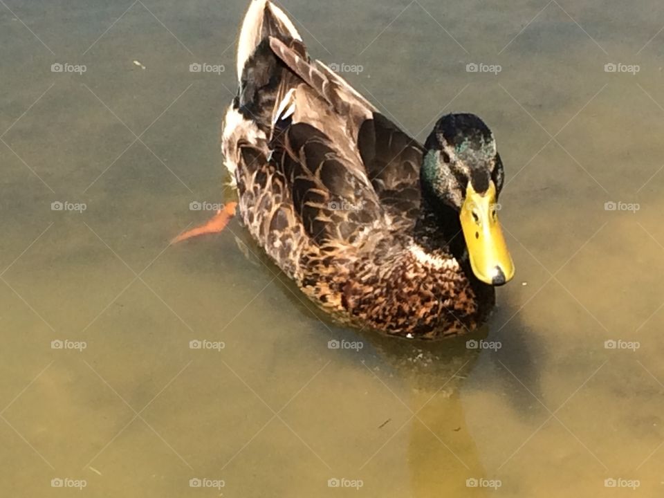 Duck Portraits 1. Hanging at a park today when this duck came up to me. He looked like he needed portraits done. :)