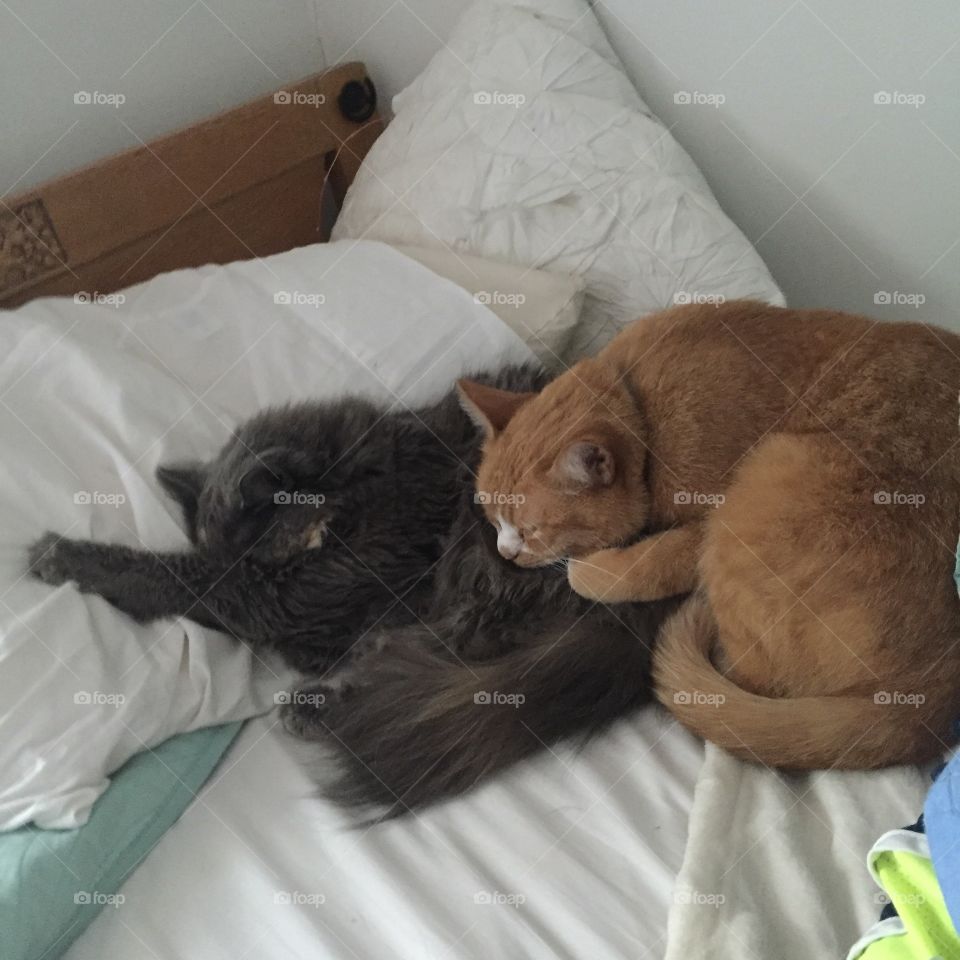 Bed, Room, Dog, Sofa, Pet