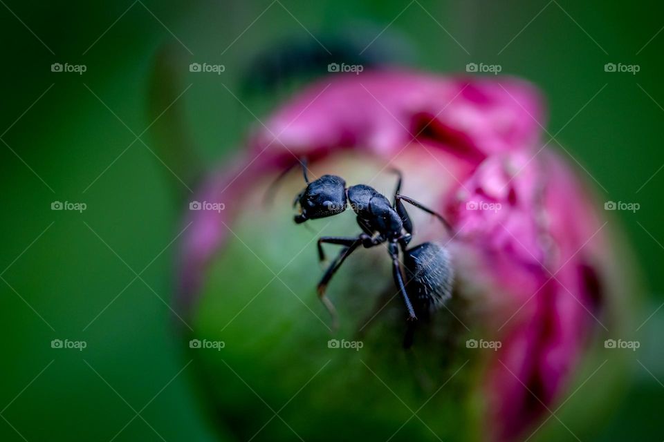 Ant on a flower