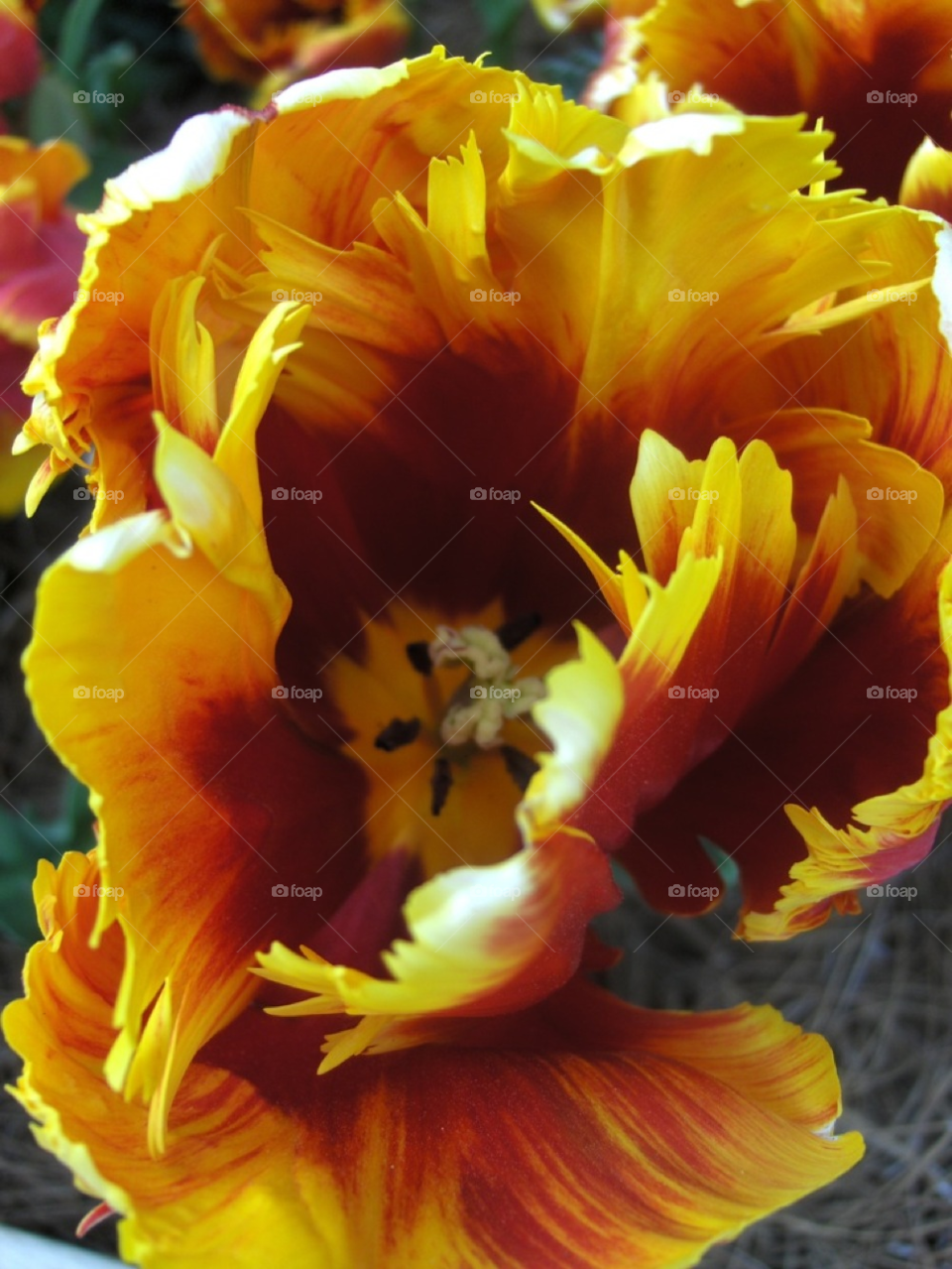 yellow flower orange close-up by Amy